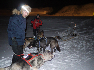 Getting ready for dogsledding.
